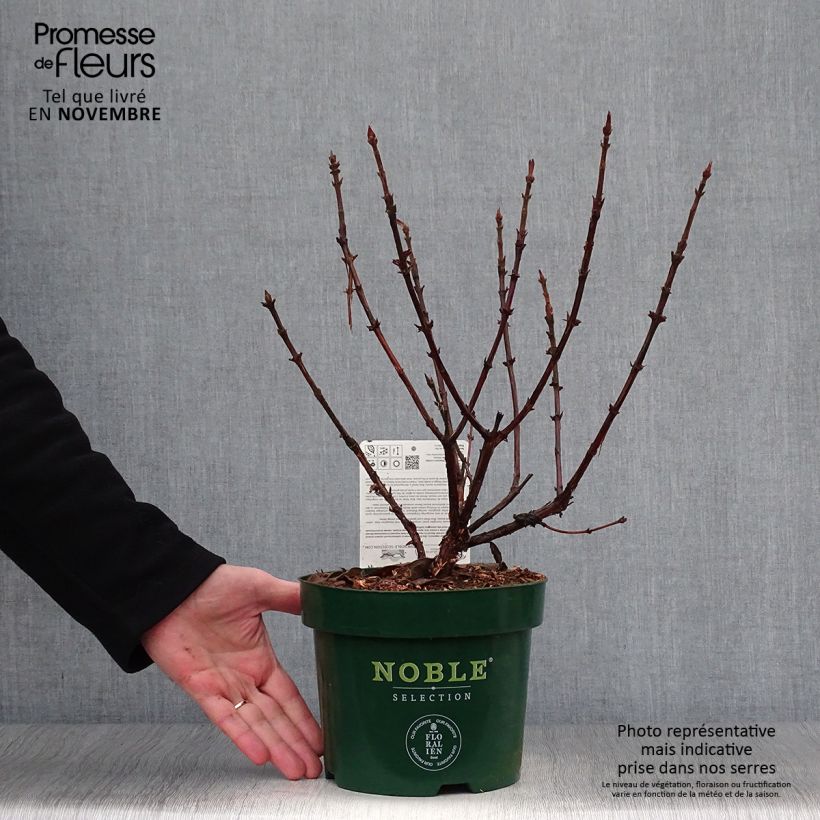 Lonicera caerulea var. kamtschatica Blue Velvet - May Berry 1.5L/2L pot, Bush sample as delivered in autumn