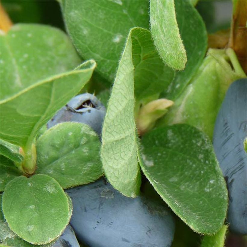 Lonicera caerulea kamtschatica Duet - Honeyberry (Foliage)