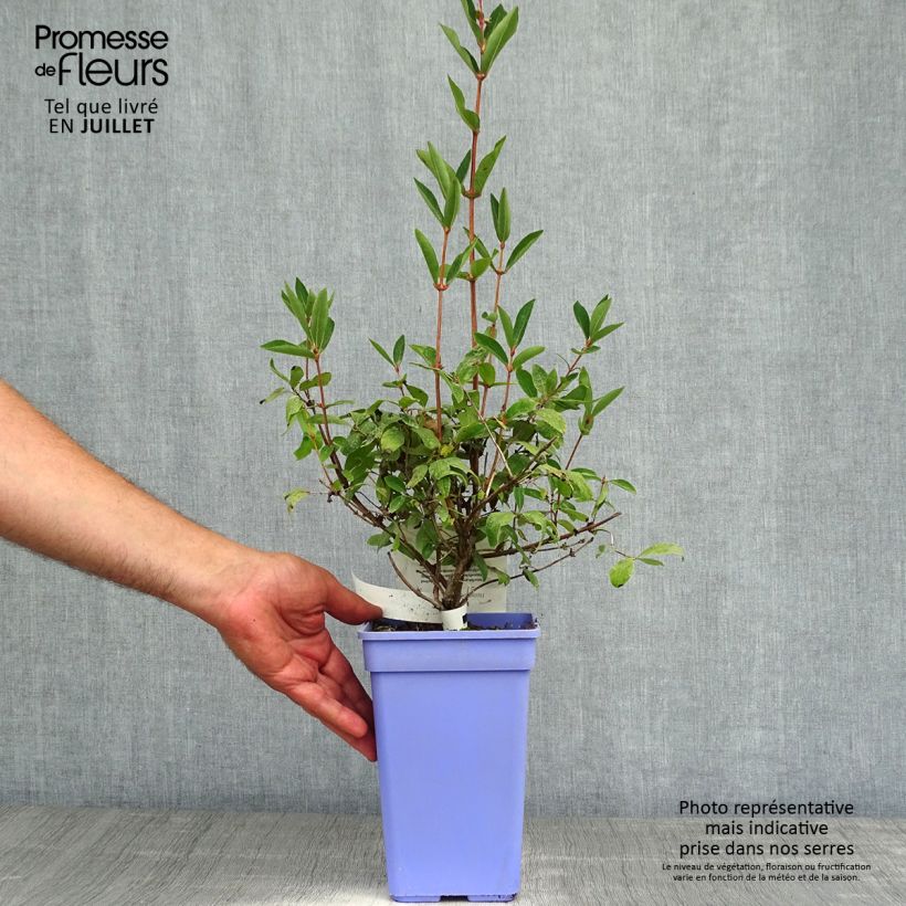 Lonicera caerulea kamtschatica Duet - Honeyberry 1.5L/2L pot, Bush sample as delivered in summer
