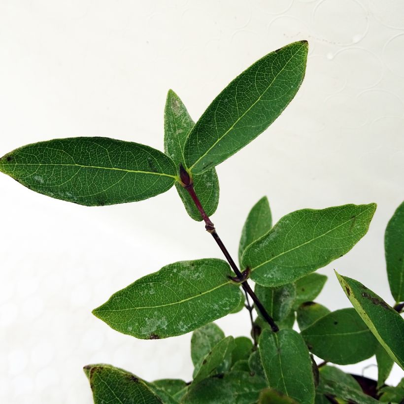 Lonicera kamtschatica Eisbär - Honeyberry (Foliage)