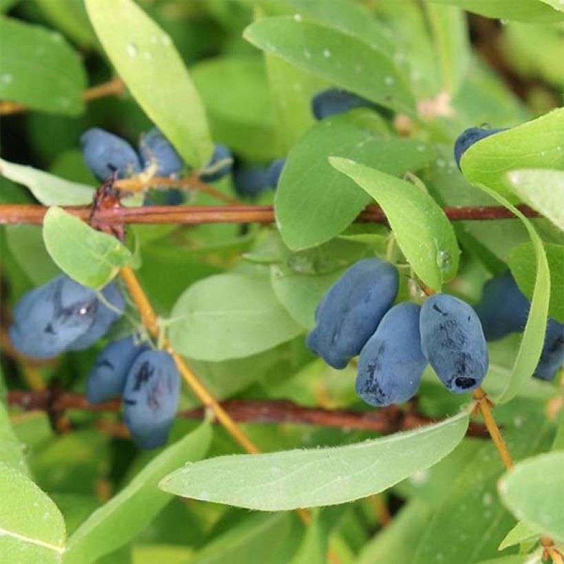 Lonicera kamtschatica Myberry Sweet - Honeyberry (Plant habit)