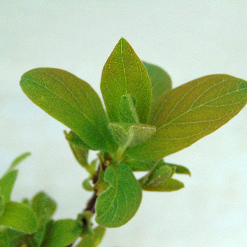 Lonicera kamtschatica Myberry Sweet - Honeyberry (Foliage)