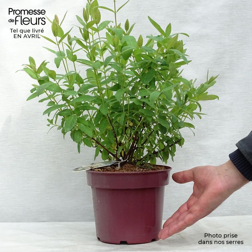 Lonicera kamtschatica Myberry Sweet - Honeyberry 3L/4L pot sample as delivered in spring