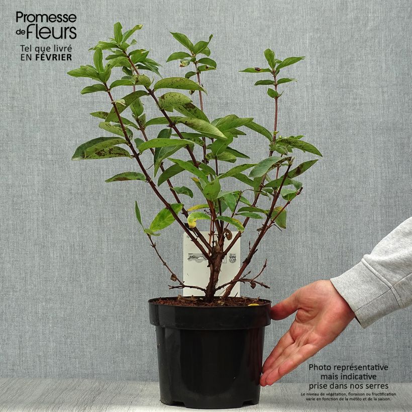 Lonicera kamtschatica Myberry Sweet - Honeyberry 3L/4L pot sample as delivered in autumn