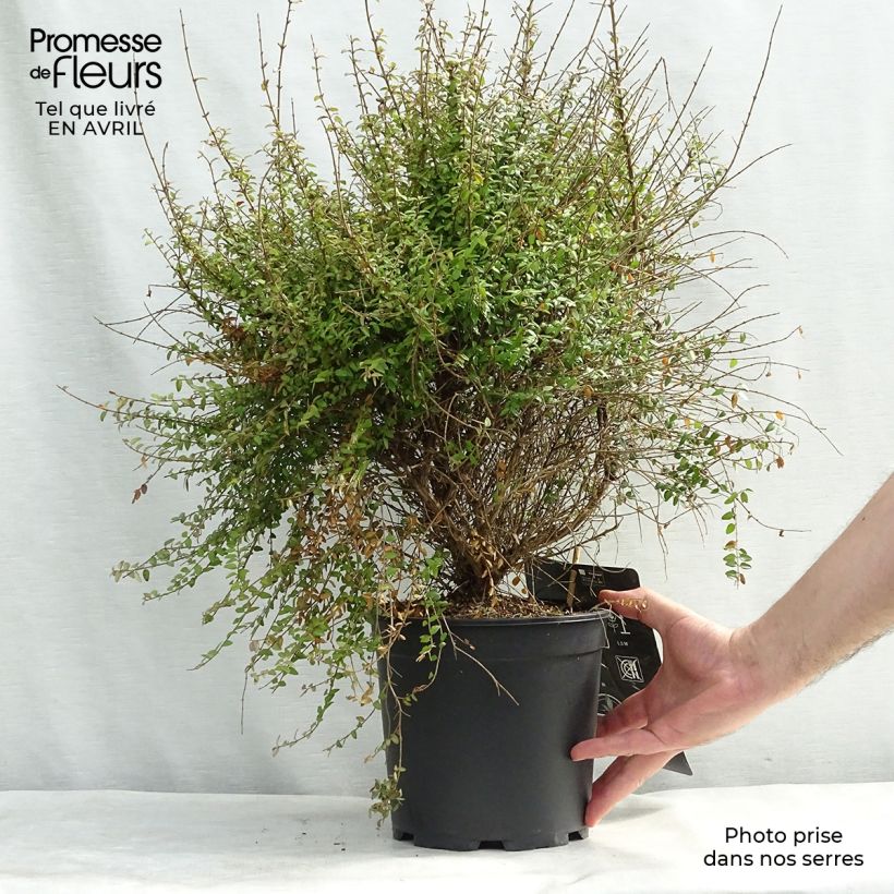 Lonicera nitida - Box Honeysuckle 4L/5L pot sample as delivered in spring