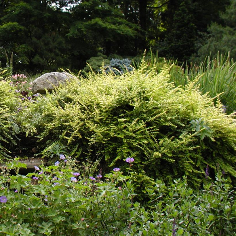 Lonicera nitida - Box Honeysuckle (Plant habit)