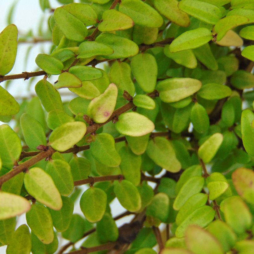 Lonicera nitida Baggesens Gold - Box Honeysuckle (Foliage)