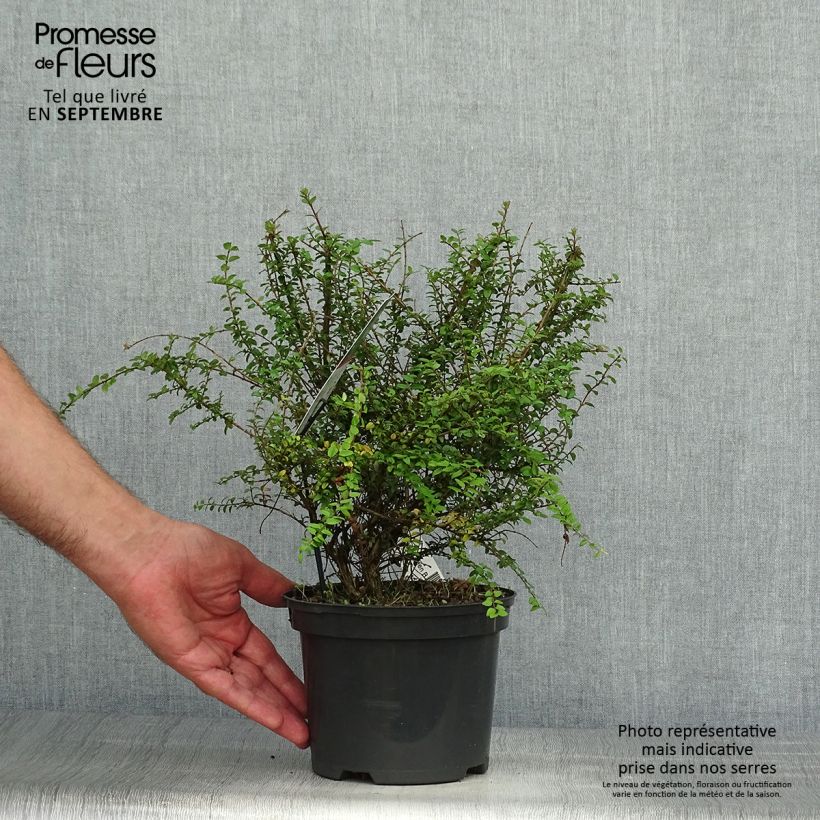 Lonicera nitida Garden Clouds Green Breeze - Box Honeysuckle 4L/5L pot sample as delivered in autumn