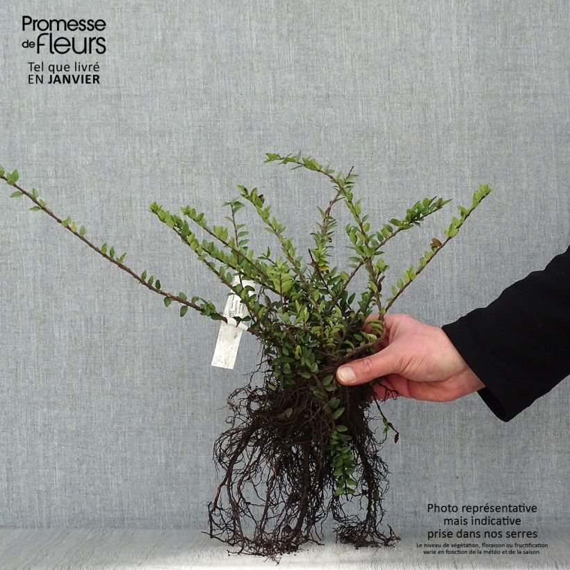 Lonicera nitida Maigrun - Shrubby Honeysuckle - Box Honeysuckle Bare root sample as delivered in winter