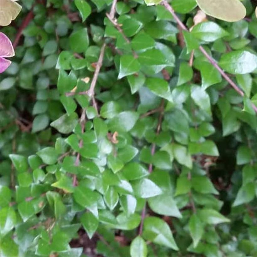 Lonicera nitida Red Tips - Box Honeysuckle (Foliage)