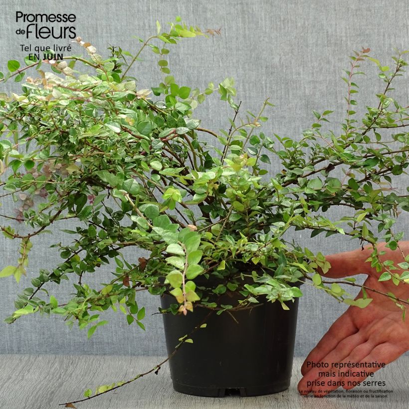 Lonicera nitida Red Tips - Box Honeysuckle 2L/3L pot sample as delivered in summer