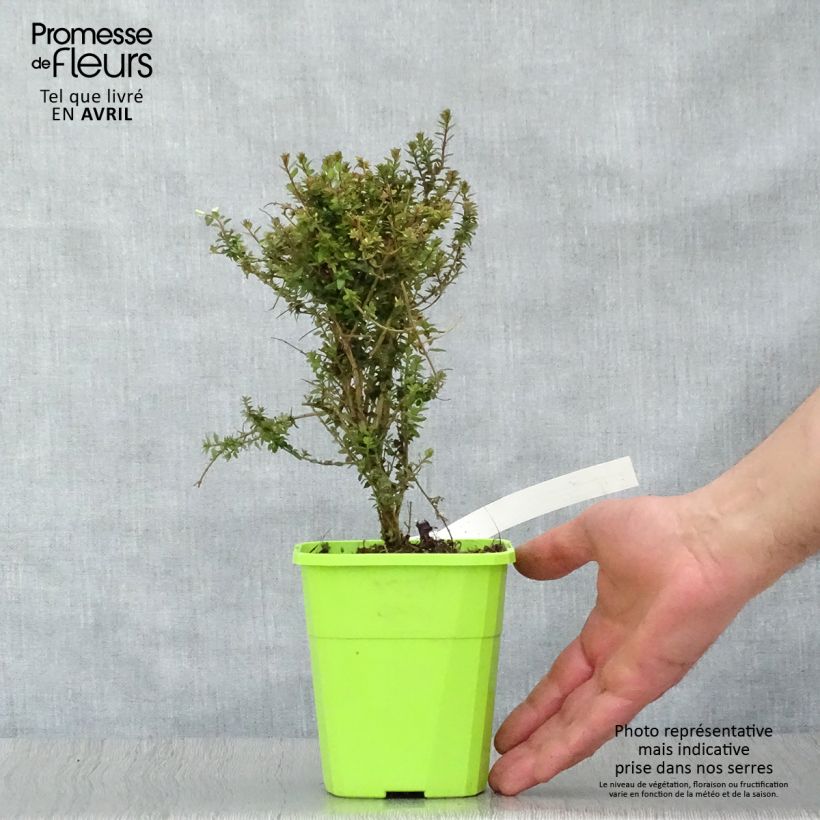 Lonicera nitida Scoop - Box Honeysuckle 1L/1.5L pot sample as delivered in spring