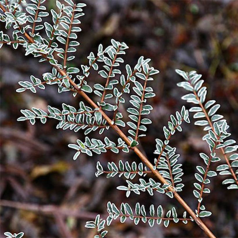 Lonicera nitida Silver Beauty - Box Honeysuckle (Foliage)