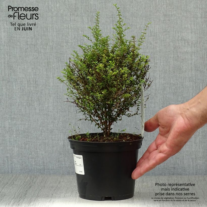 Lonicera nitida Tidy Tips - Box Honeysuckle 2L/3L pot sample as delivered in summer
