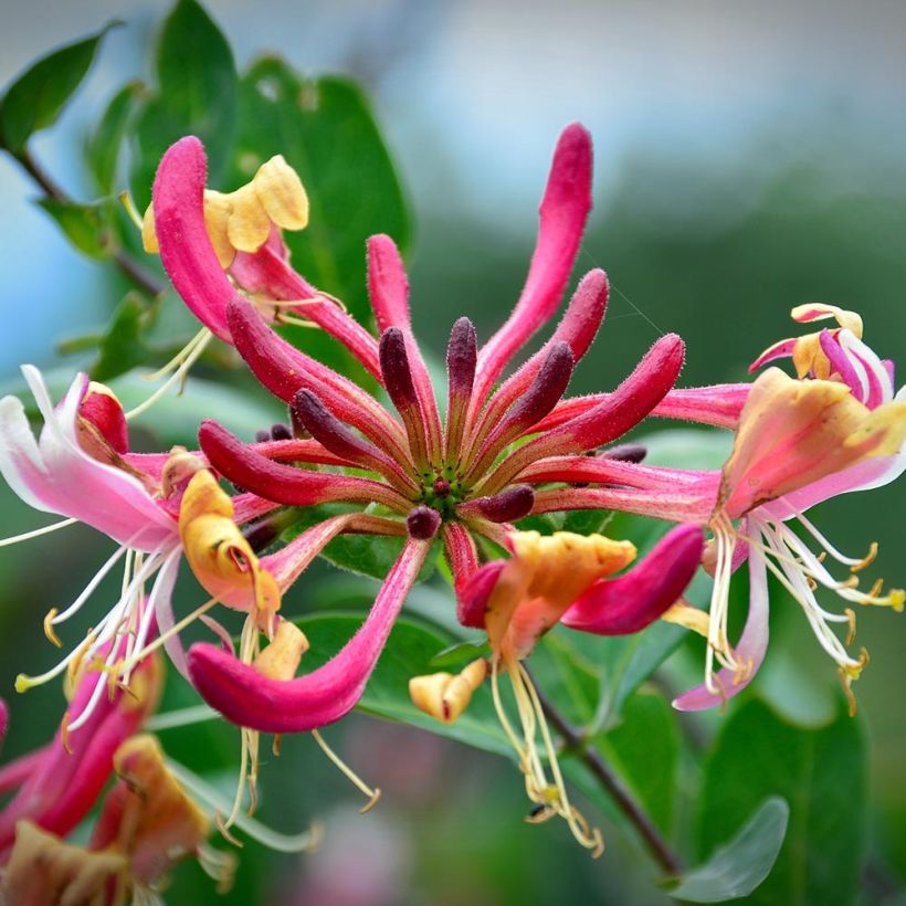 Lonicera periclymenum Belgica Select (Flowering)