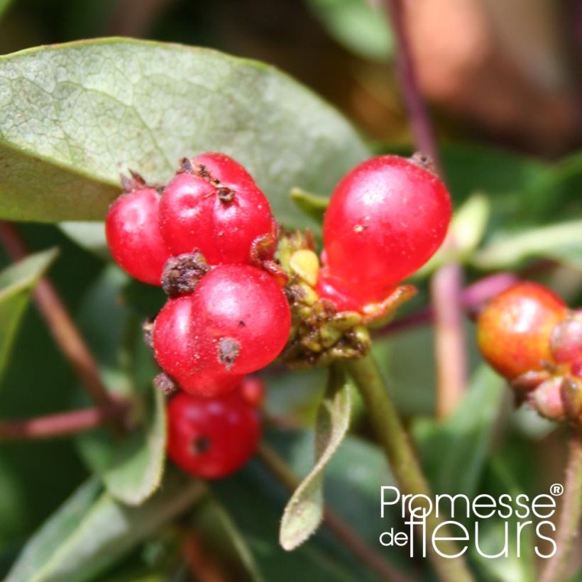 Lonicera periclymenum Belgica Select (Harvest)