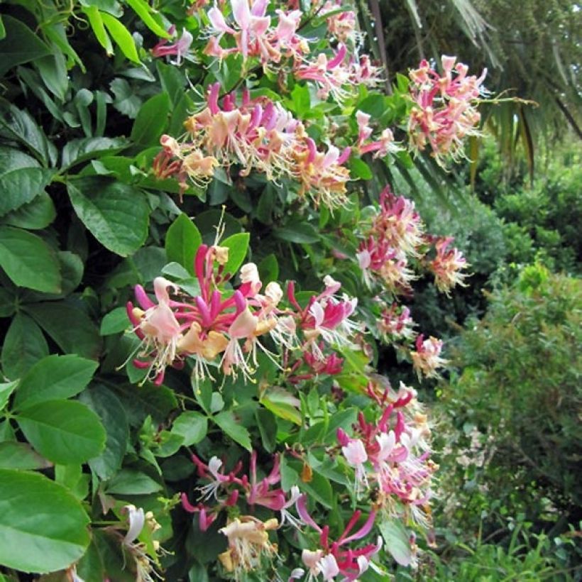 Lonicera periclymenum Belgica Select (Plant habit)