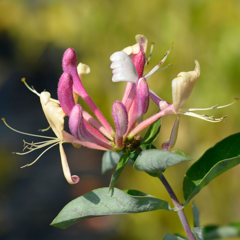 Lonicera periclymenum Belgica (Flowering)