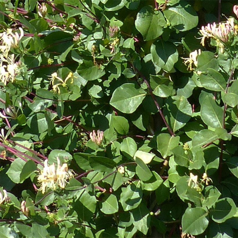 Lonicera periclymenum Graham thomas (Foliage)