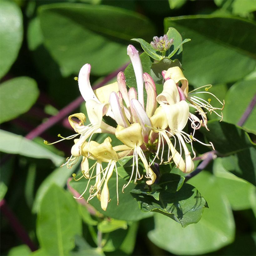 Lonicera periclymenum Graham thomas (Flowering)