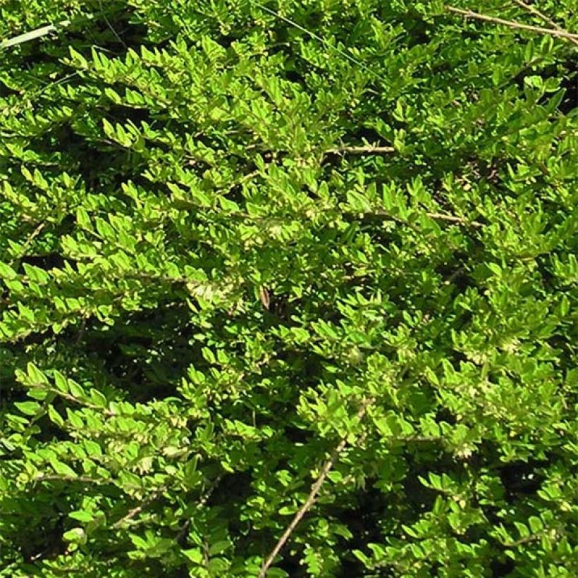 Lonicera pileata - Box Honeysuckle (Foliage)