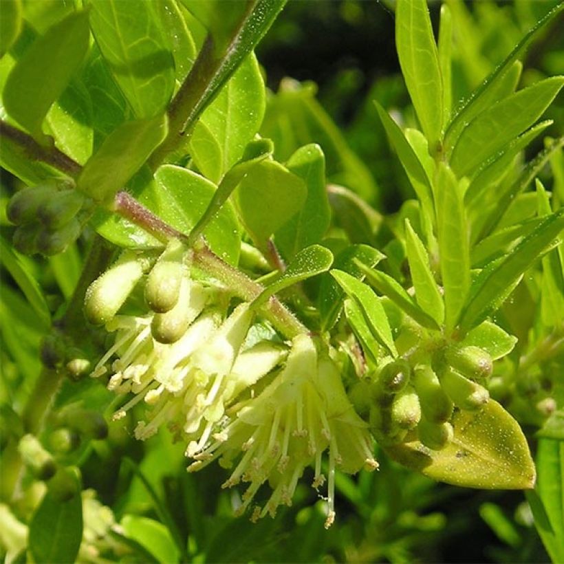 Lonicera pileata - Box Honeysuckle (Flowering)