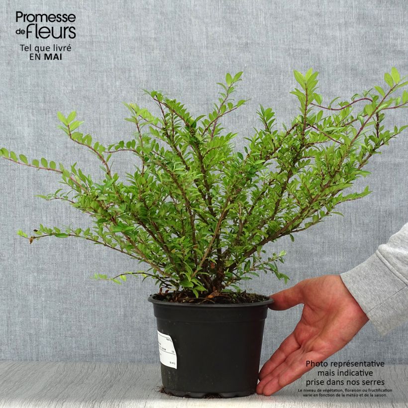 Lonicera pileata - Box Honeysuckle 2L/3L pot sample as delivered in spring