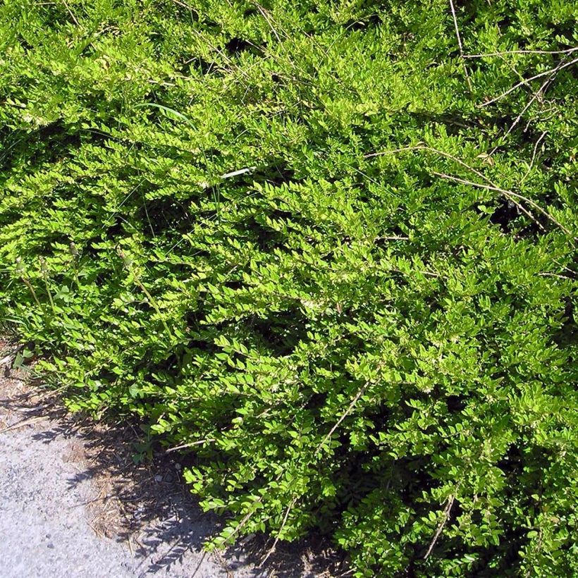 Lonicera pileata Mossgreen - Box Honeysuckle (Plant habit)