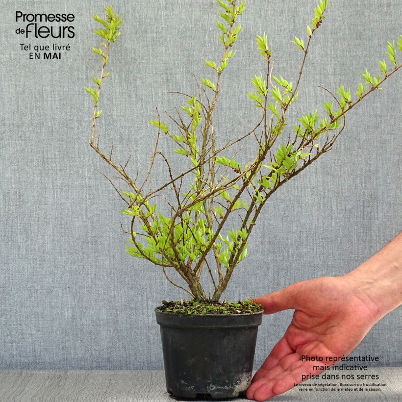 Lonicera pileata Mossgreen - Box Honeysuckle 1L/1.5L pot sample as delivered in spring