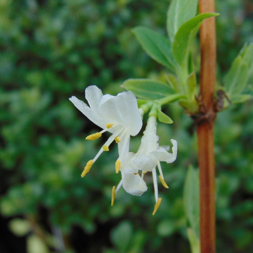 Lonicera x purpusii Winter Beauty (Flowering)