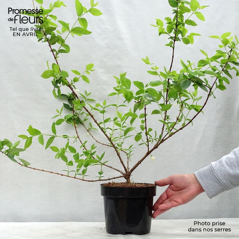 Lonicera x purpusii Winter Beauty sample as delivered in spring