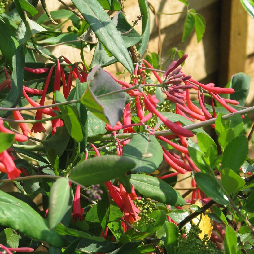 Lonicera sempervirens Cedar Lane (Foliage)