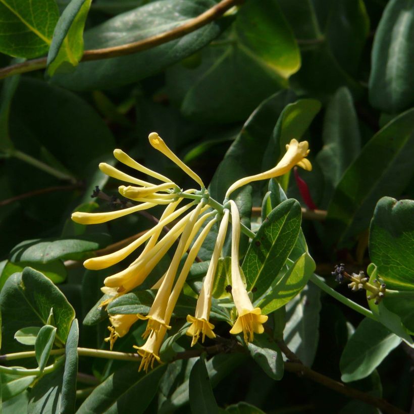 Lonicera sempervirens John Clayton (Flowering)