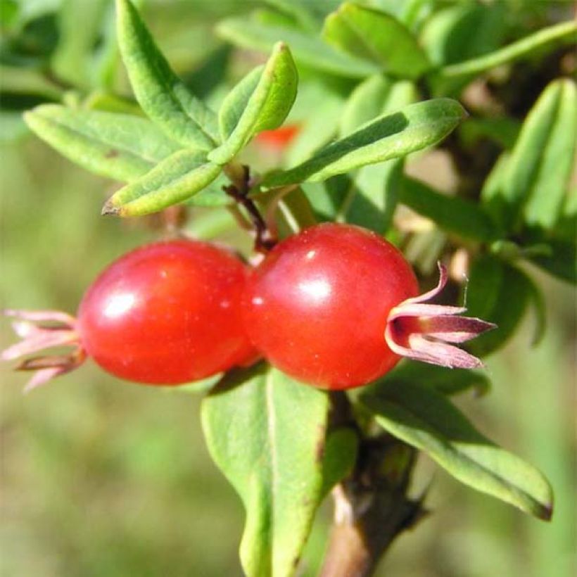 Lonicera syringantha - Lilac flowered Honeysuckle (Harvest)