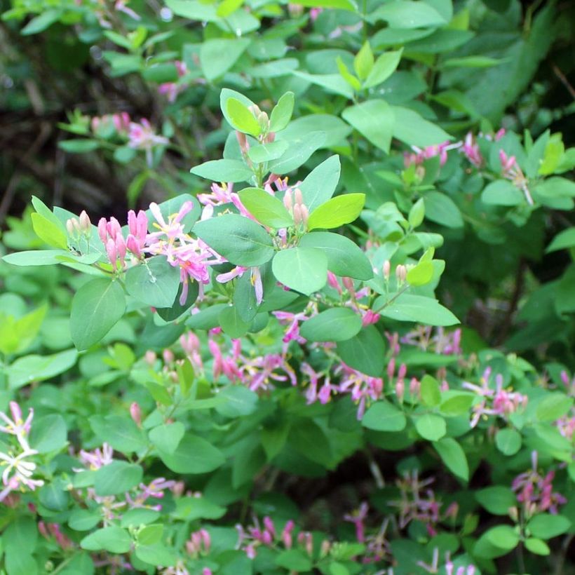 Lonicera tatarica - Tatarian Honeysuckle (Foliage)