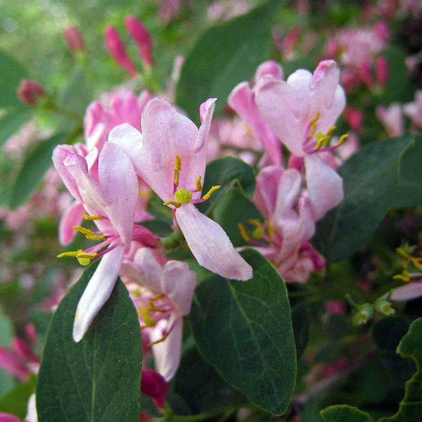 Lonicera tatarica - Tatarian Honeysuckle (Flowering)