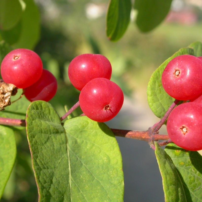 Lonicera tatarica - Tatarian Honeysuckle (Harvest)