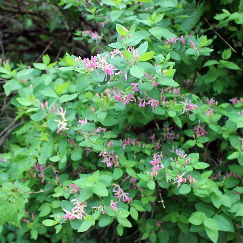 Lonicera tatarica - Tatarian Honeysuckle (Plant habit)