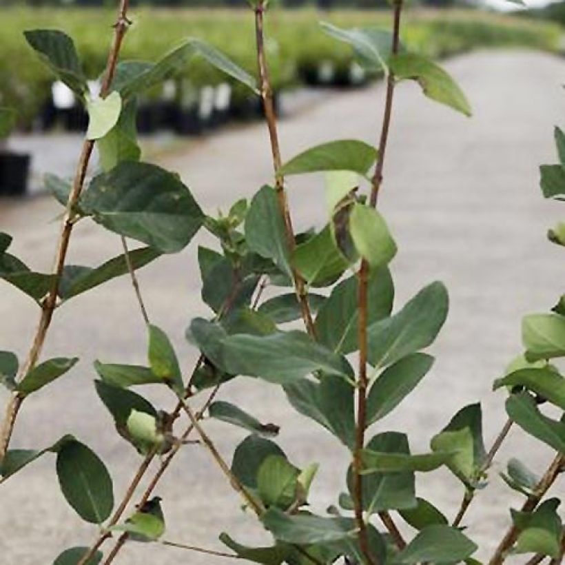 Lonicera tatarica Arnold Red - Tatarian Honeysuckle (Foliage)