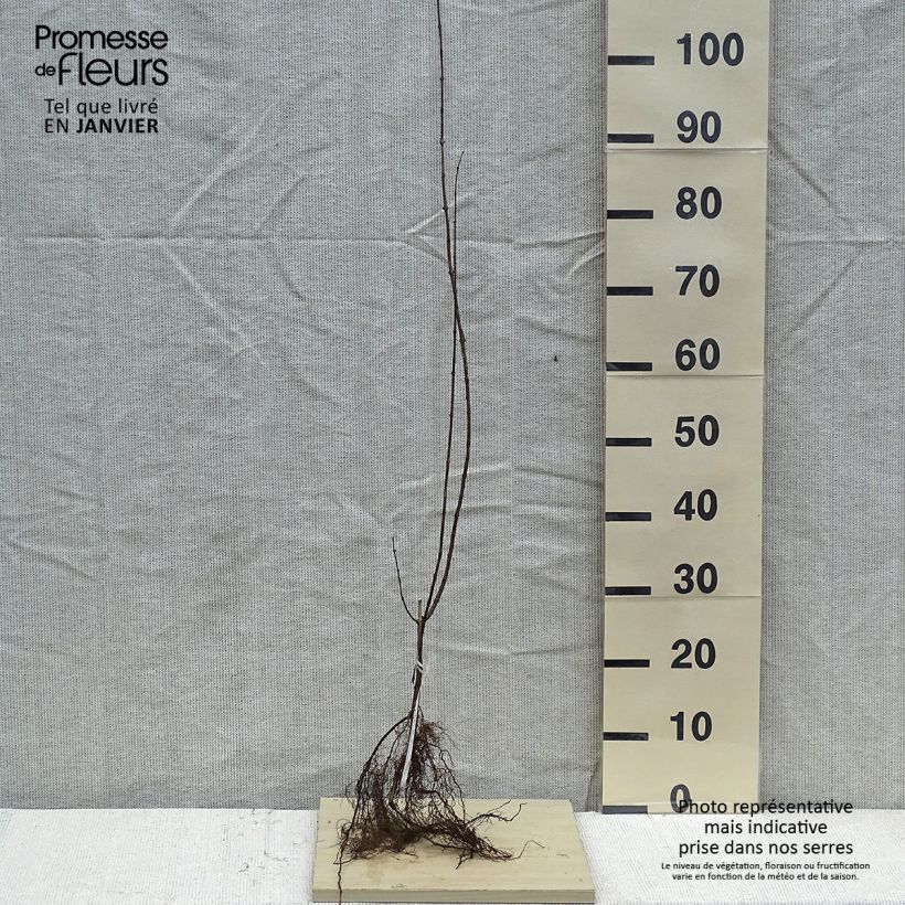 Lonicera tatarica - Tatarian Honeysuckle Bare root sample as delivered in winter