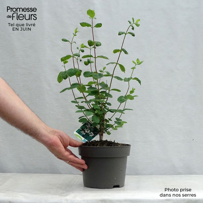 Lonicera tatarica - Tatarian Honeysuckle 2L/3L pot sample as delivered in summer
