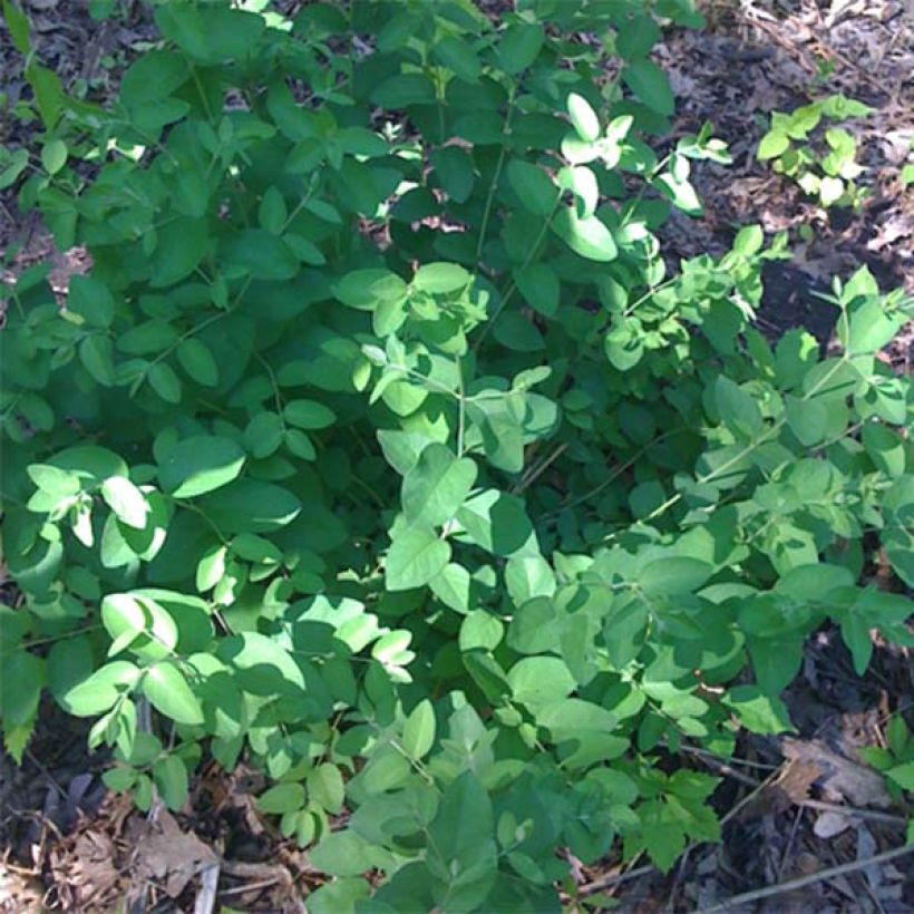 Lonicera tatarica Hacks Red - Tatarian Honeysuckle (Foliage)