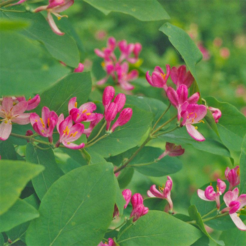 Lonicera tatarica Hacks Red - Tatarian Honeysuckle (Flowering)