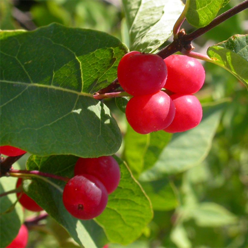 Lonicera tatarica Hacks Red - Tatarian Honeysuckle (Harvest)