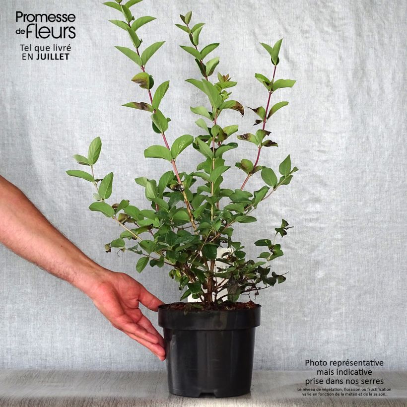 Lonicera tatarica Hacks Red - Tatarian Honeysuckle 3L/4L pot sample as delivered in summer