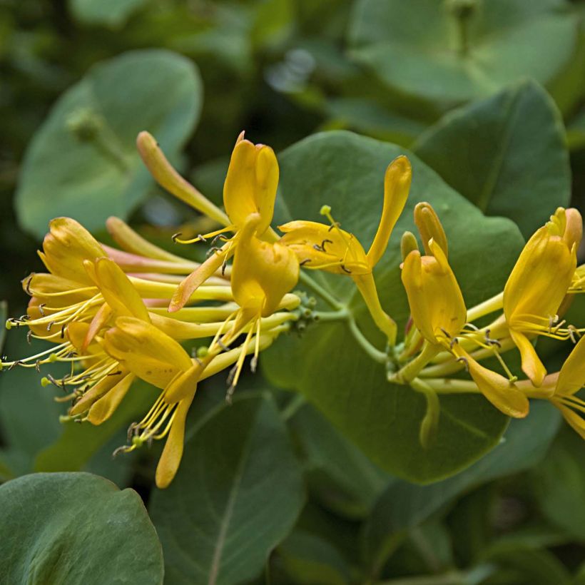 Lonicera x tellmaniana - Tellmann's Honeysuckle (Flowering)