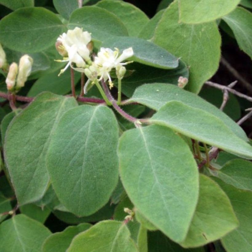 Lonicera xylosteum (Foliage)