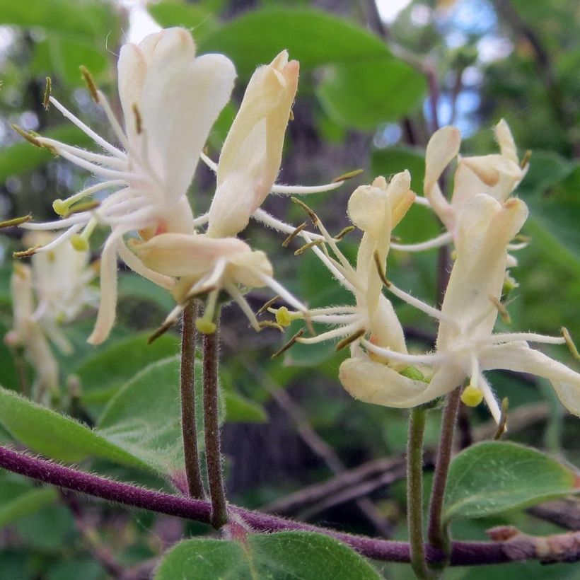Lonicera xylosteum (Flowering)
