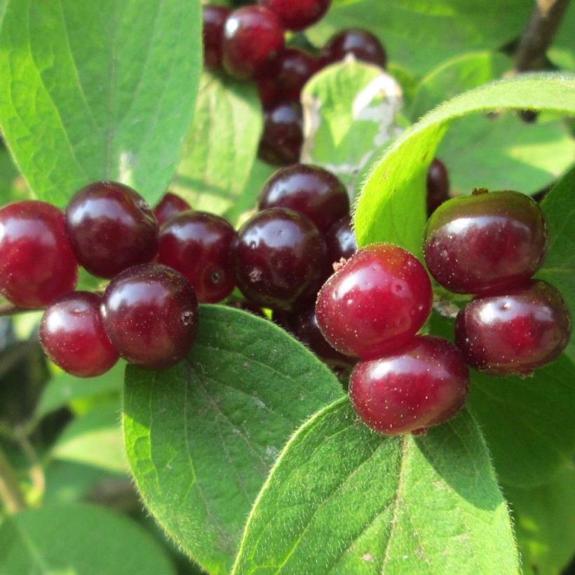 Lonicera xylosteum (Harvest)