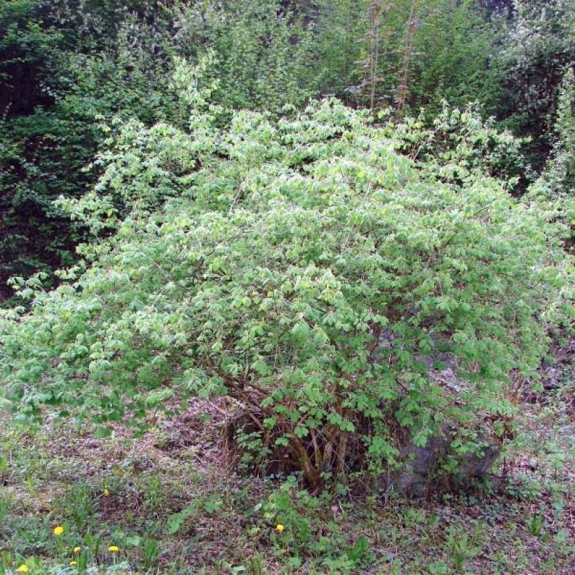 Lonicera xylosteum (Plant habit)